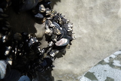 Xenostrobus neozelanicus