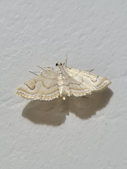 Neurophyseta