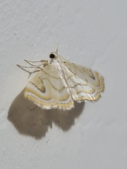 Neurophyseta