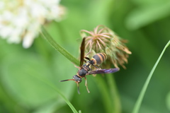 Polistes snelleni