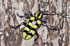 Anoplophora horsfieldii