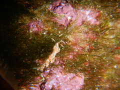 Facelina rubrovittata