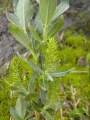 Salix commutata