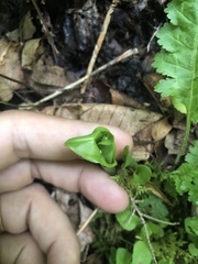 Liparis loeselii