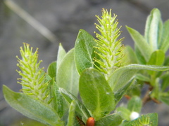 Salix commutata