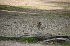 Passer montanus
