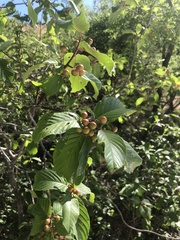Frangula betulifolia