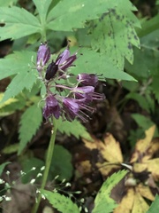 Hydrophyllum virginianum atranthum