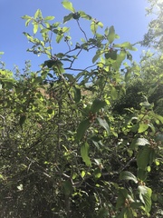 Frangula betulifolia