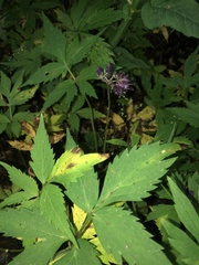 Hydrophyllum virginianum atranthum