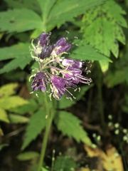 Hydrophyllum virginianum atranthum