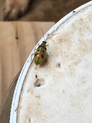 Diabrotica rufomaculata