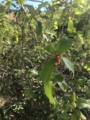 Frangula betulifolia