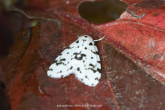 Aemene clarimaculata