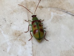 Diabrotica rufomaculata