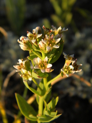 Comandra umbellata pallida