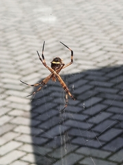 Argiope argentata