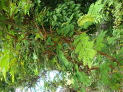 Vachellia campechiana