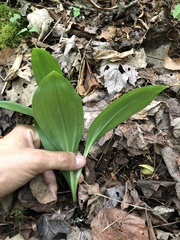 Melanthiaceae