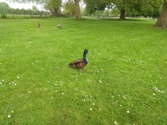 Anas platyrhynchos domesticus