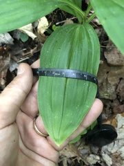 Melanthiaceae