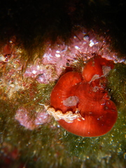 Facelina rubrovittata