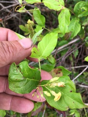 Thyrsanthella difformis