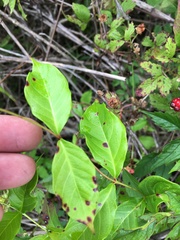 Thyrsanthella difformis