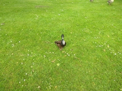 Anas platyrhynchos domesticus