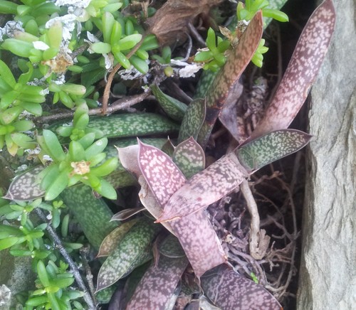 Doreen’s Oxtongue (Gasteria doreeniae)
