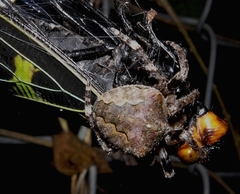 Araneus ventricosus