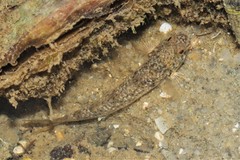 Pseudogobius poicilosoma