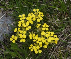 Erysimum jugicola