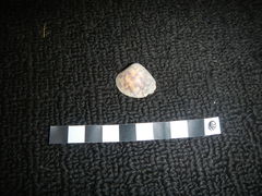 Lioconcha fastigiata