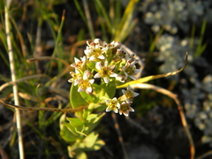 Comandra umbellata pallida