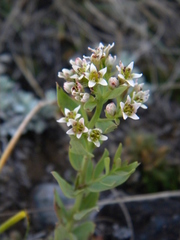 Comandra umbellata pallida