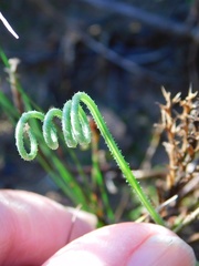 Albuca viscosa