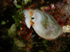 Spondylus gaederopus