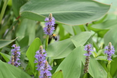 Xylocopa appendiculata appendiculata