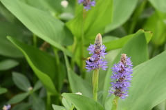 Xylocopa appendiculata appendiculata