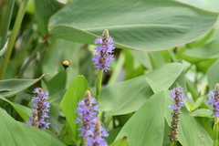 Xylocopa appendiculata appendiculata
