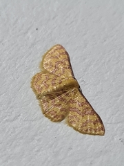 Lepidoptera