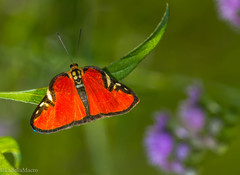 Symmachia menetas