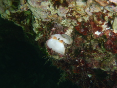 Spondylus gaederopus