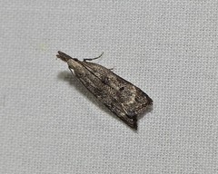 Dichomeris inversella