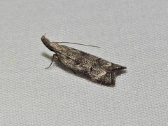 Dichomeris inversella