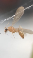 Nesomyrmex