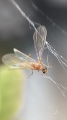 Nesomyrmex