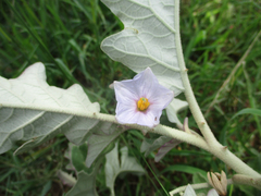 Solanum incanum