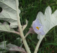 Solanum incanum